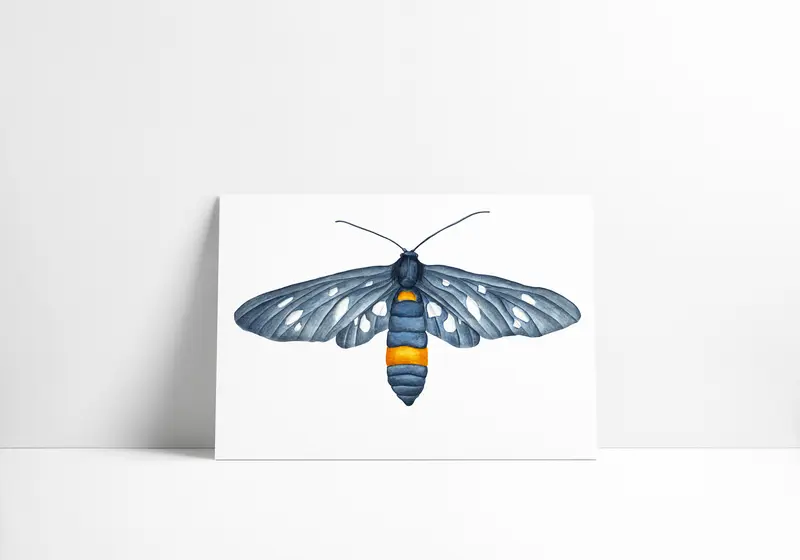 Amata phegea art print A4