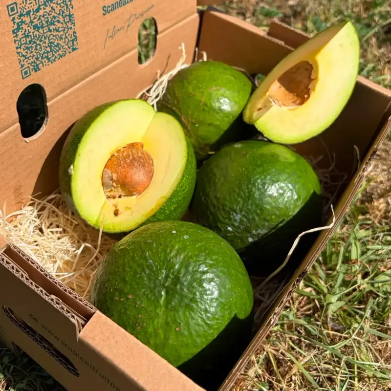Avocado Marga Bras