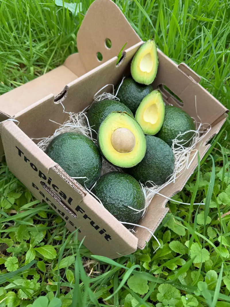 Avocado Reed