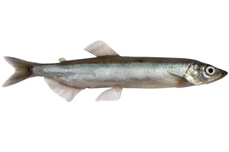 BAX/20kg CAPELIN PELAGIC |13lei-1kg