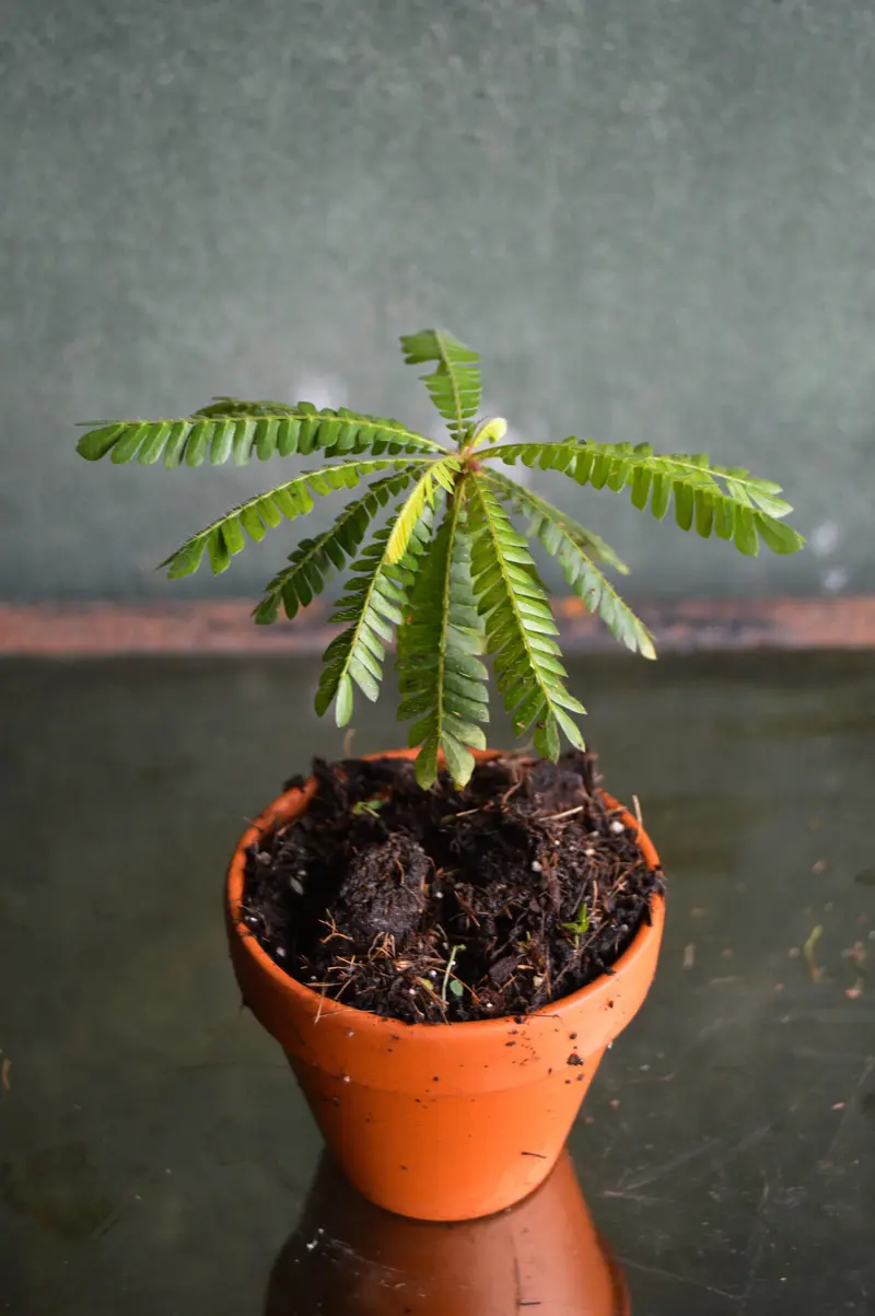 Biophytum sensitivum