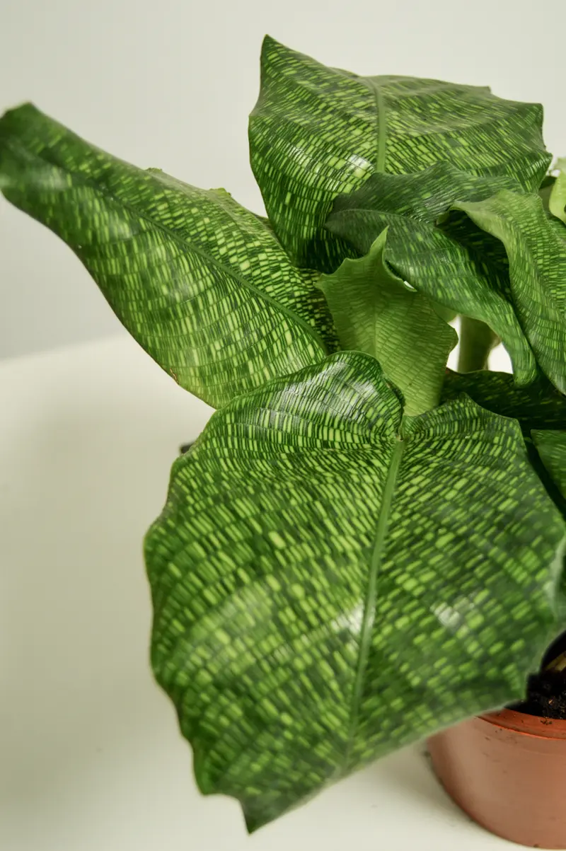 Calathea musaica