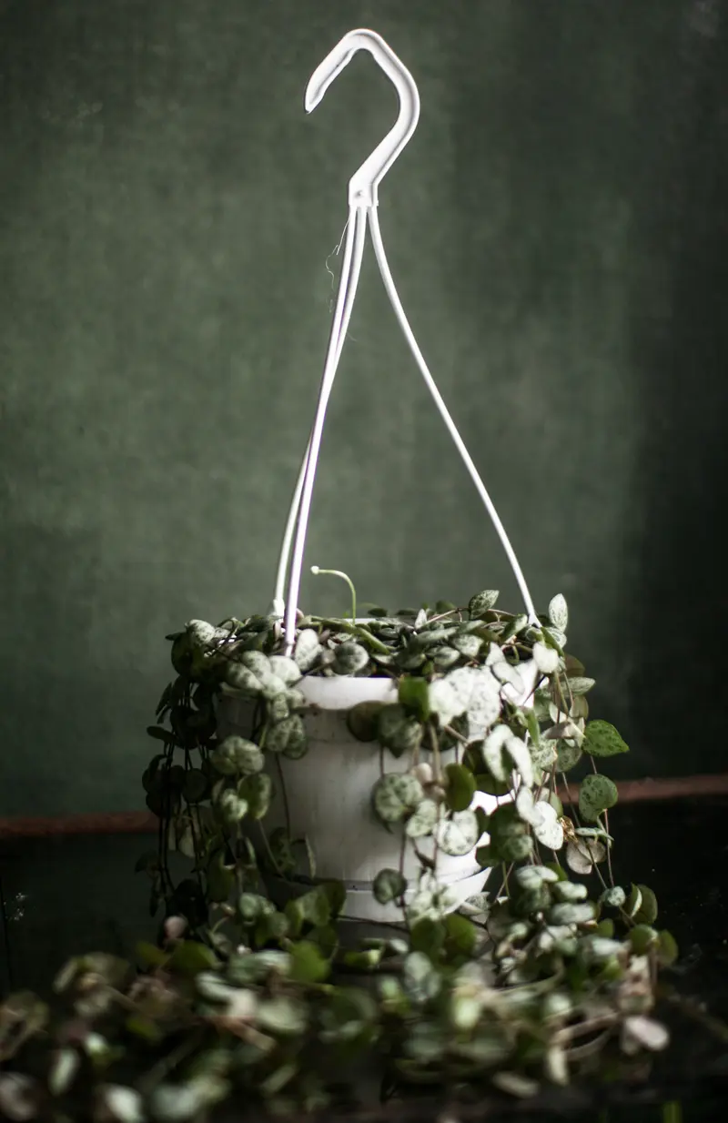 Ceropegia woodii