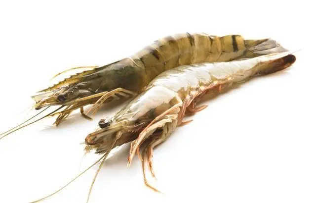 Creveti Black Tiger Intregi XXL 2-4 buc/kg