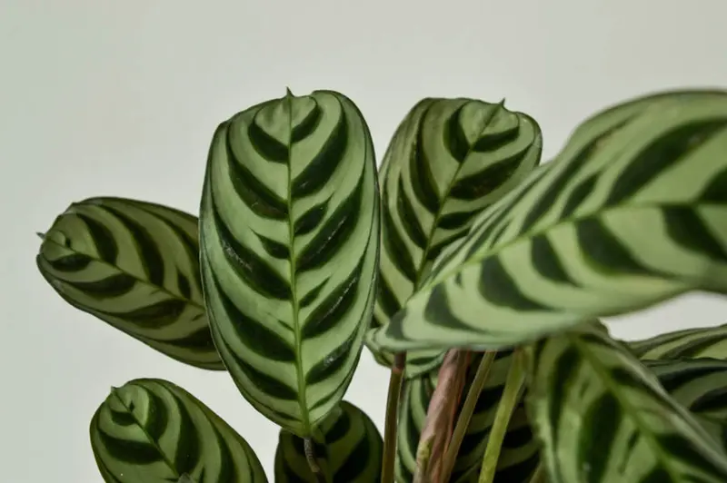 Ctenanthe burle-marxii