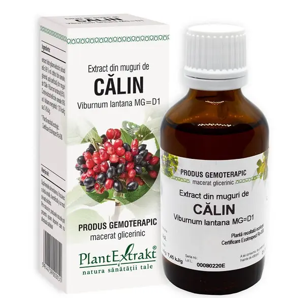 Extract din muguri de călin 50 ml – Plantextrakt