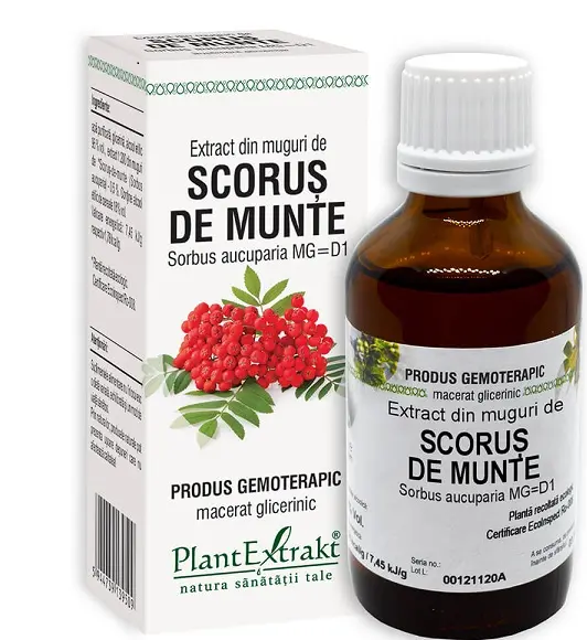Extract din muguri de scoruș de munte 50 ml – Plantextrakt
