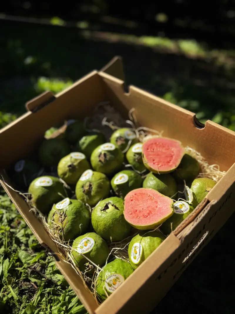 Guava