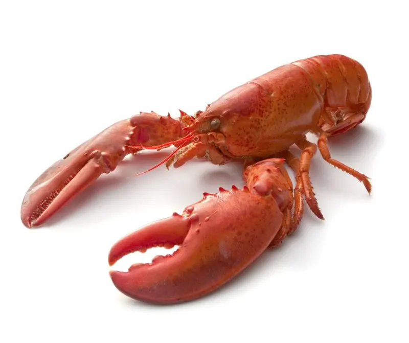 Homar Canadian Congelat în Apă de Mare, 400gr