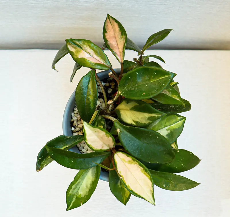Hoya carnosa tricolor