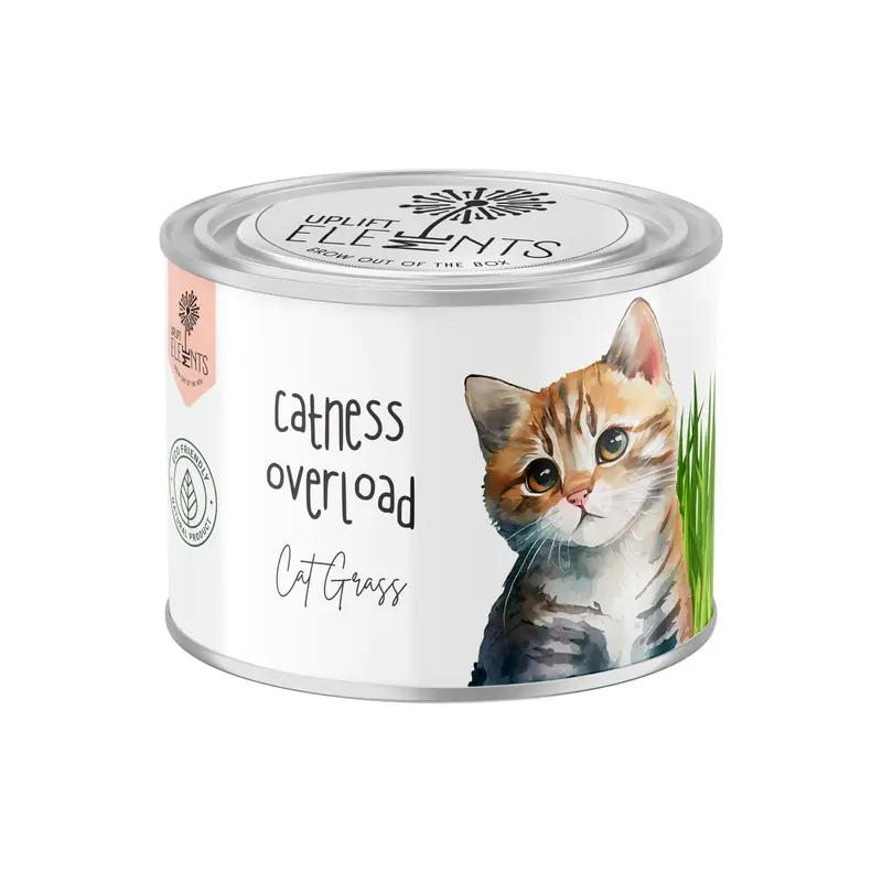 Kit de plantare Uplift, cu seminte de Iarba Pisicii