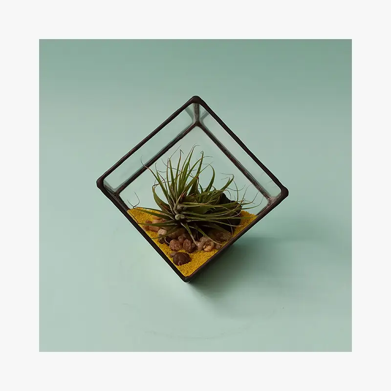 Kit pentru terariu cu planta aeriana