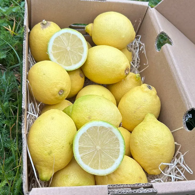 Lămâi BIO