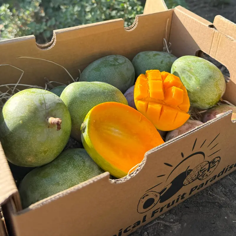 Mango Baby Kent
