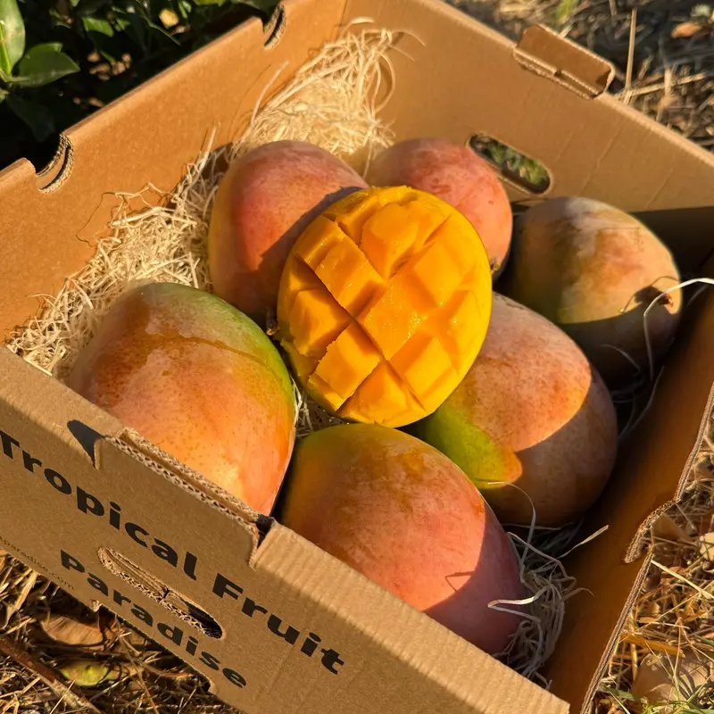 Mango Keitt BIO