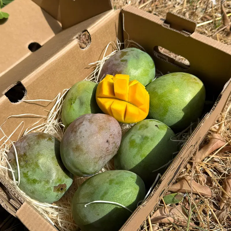 Mango Tropigold Baby
