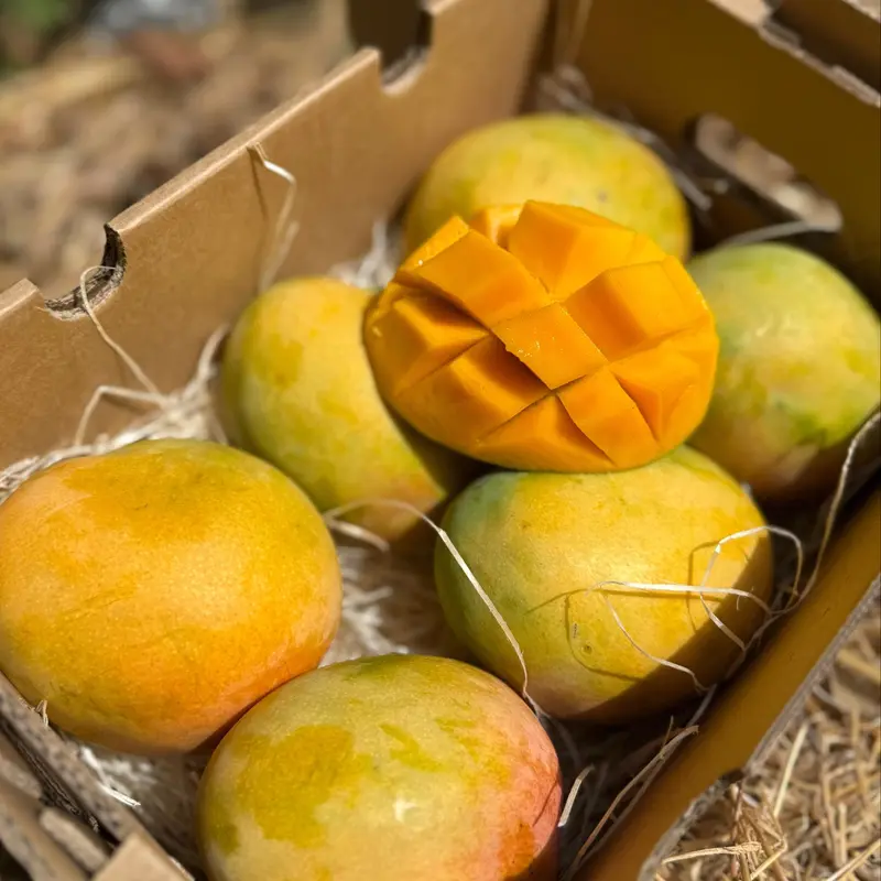 Mango Tropigold