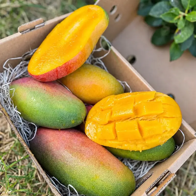 Mango Valencia Pride