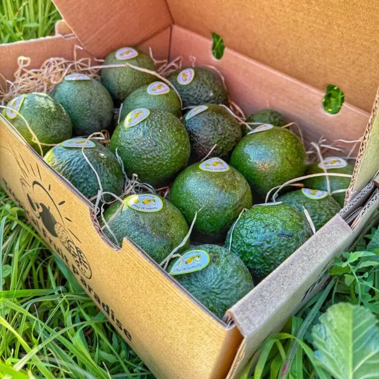 Mix Avocado