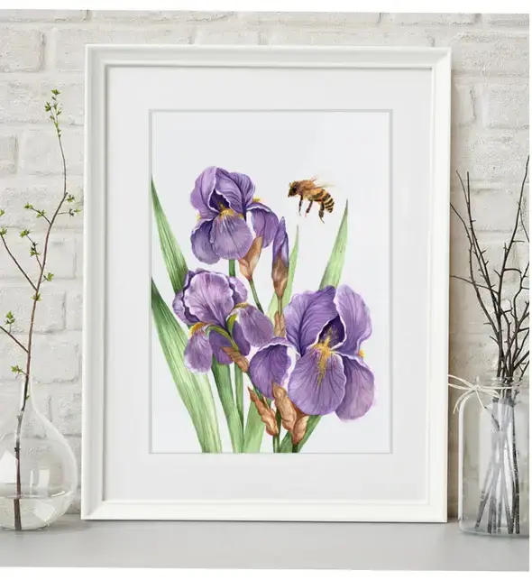 Purple Iris