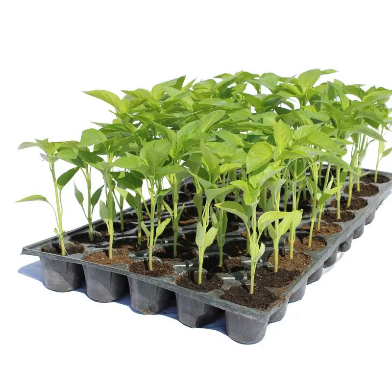 Răsad ardei kapia Vitalica, hibrid F1, timpuriu, creștere nedeterminată, culoare roșu