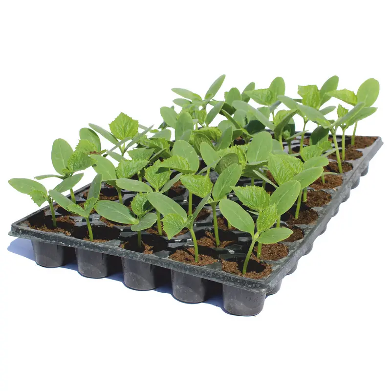 Răsad castraveți cornichon Pickscore, hibrid F1, parneocarpic, semi-timpuriu, creștere nedeterminată, culoare verde
