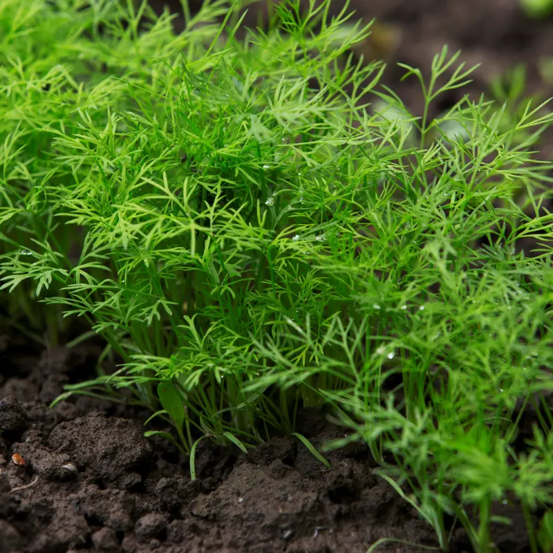Răsad mărar autohton Anethum graveolens, soi, timpuriu, creștere nedeterminată, culoare verde