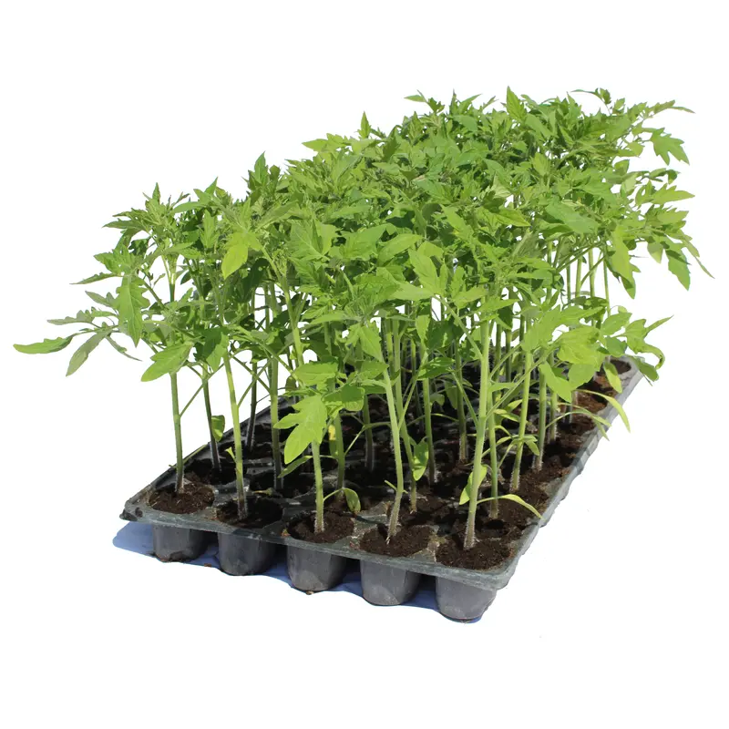Răsad tomate Antalya, hibrid F1, extra-timpuriu, creștere nedeterminată, culoare roșu aprins