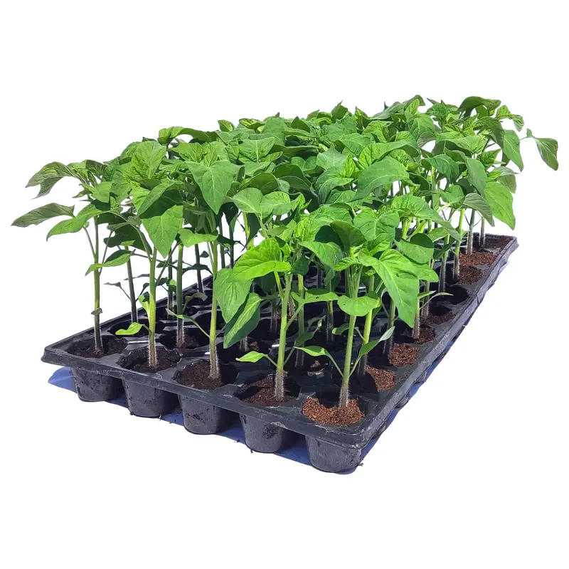 Răsad tomate autohtone Clasic românesc, soi, semi-timpuriu, creștere nedeterminată, culoare roșu
