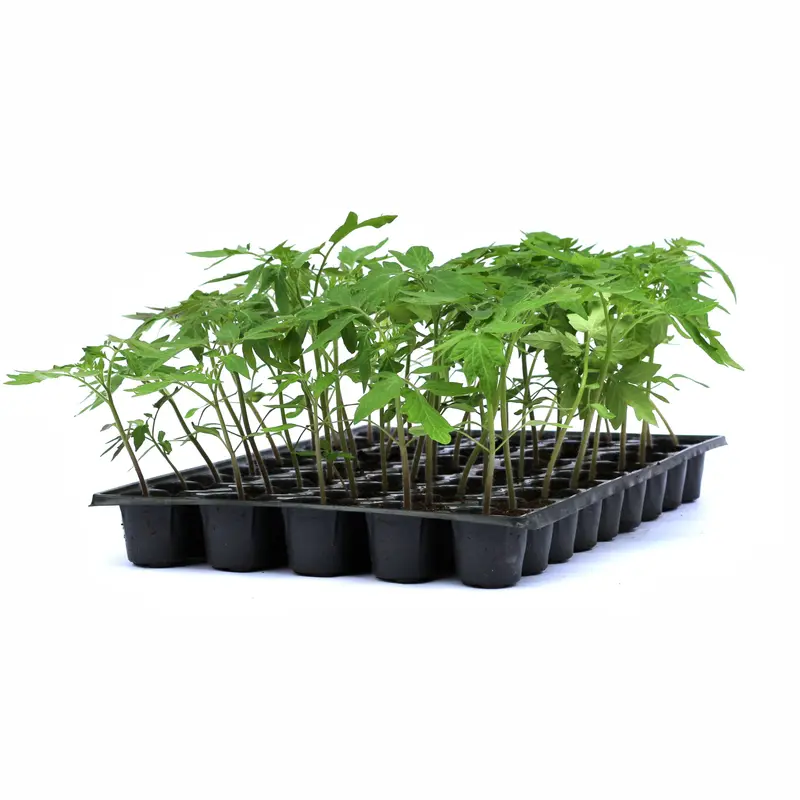 Răsad tomate autohtone Foarte mari, soi, semi-timpuriu, creștere nedeterminată, culoare roșu