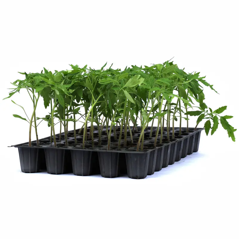 Răsad tomate autohtone Inimă de Bou Roșu, soi, semi-timpuriu, creștere nedeterminată, culoare roșu
