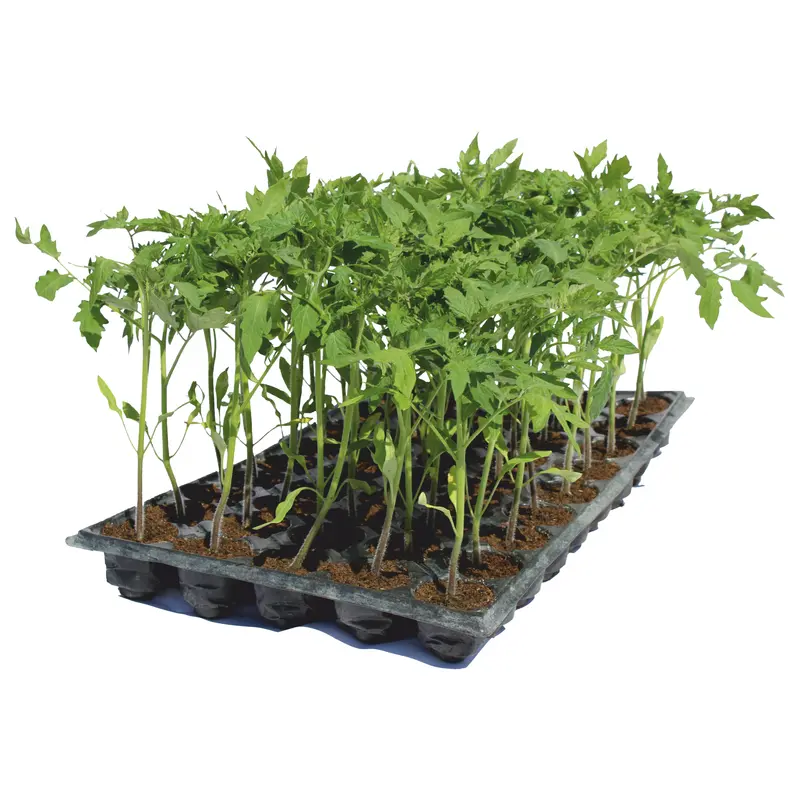 Răsad tomate autohtone Moldoveanu, hibrid F1, timpuriu, creștere nedeterminată, culoare roșu