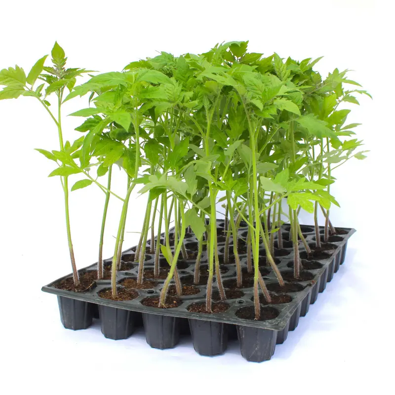 Răsad tomate cherry Cheramy, hibrid F1, timpuriu, creștere nedeterminată, culoare roșu