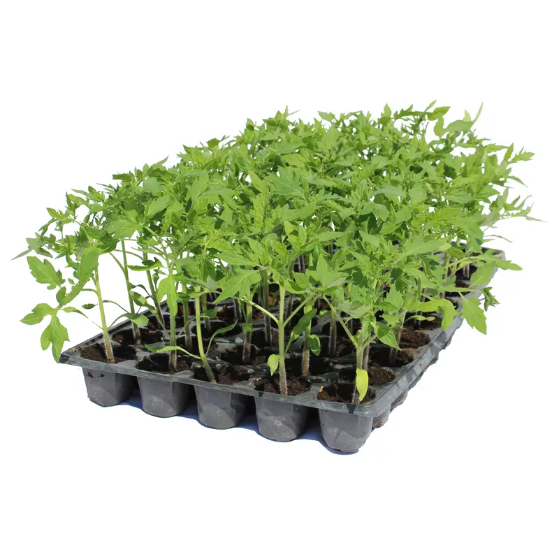 Răsad tomate Gusto pink, hibrid F1, extra-timpuriu, creștere nedeterminată, culoare roz