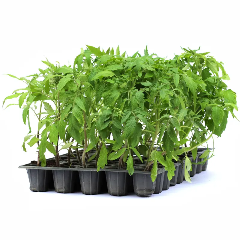 Răsad tomate Lacrima Fecioarei, soi, semi-timpuriu, creștere nedeterminată, culoare roșu