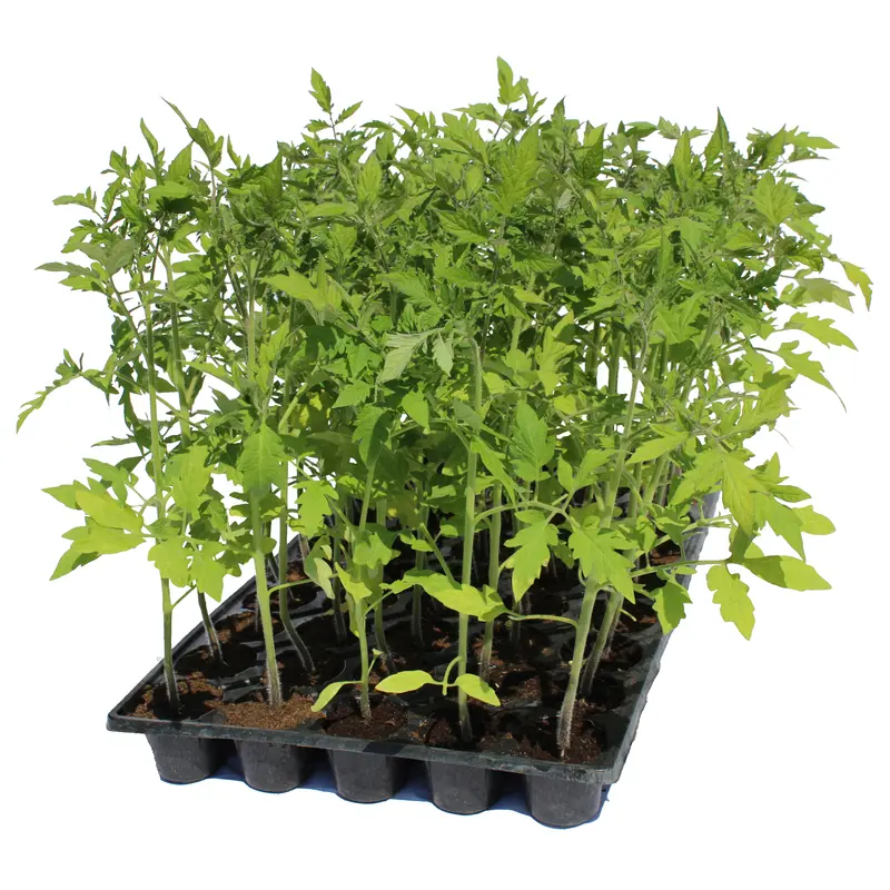 Răsad tomate Pink rock, hibrid F1, extra-timpuriu, creștere nedeterminată, culoare roz