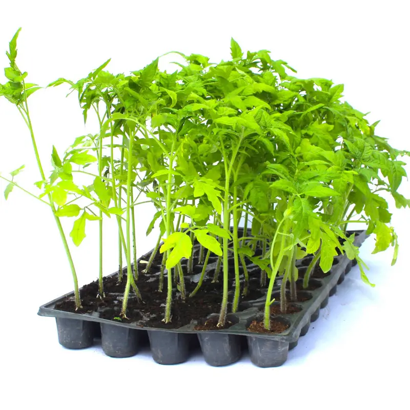 Răsad tomate Reyana, hibrid F1, semi-timpuriu, creștere nedeterminată, culoare roșu