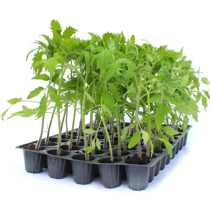 Răsad tomate Rila, hibrid F1, semi-timpuriu, creștere nedeterminată, culoare roșu