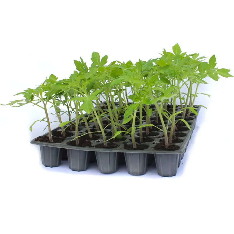 Răsad tomate Roma VF, soi, semi-timpuriu, creștere determinata, formă alungită, culoare roșu închis
