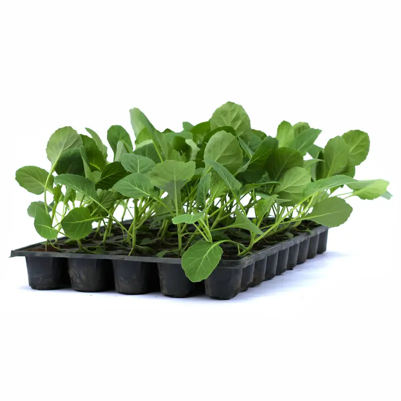 Răsad varză Bucharest, hibrid F1, timpuriu, creștere nedeterminată, culoare verde