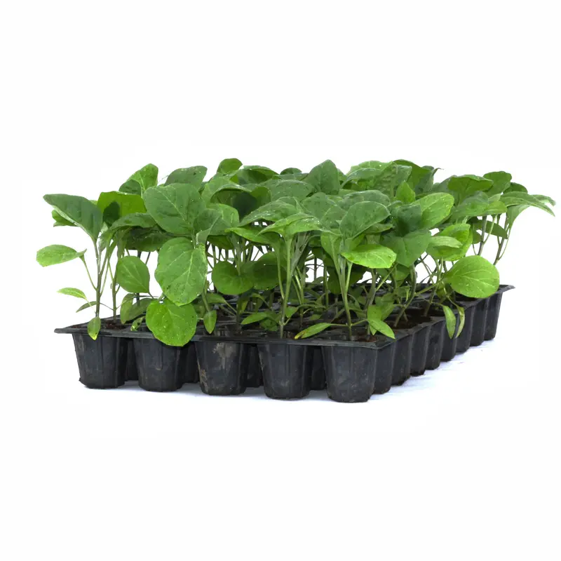 Răsad vinete Aragon, hibrid F1, timpuriu, creștere nedeterminată, culoare negru