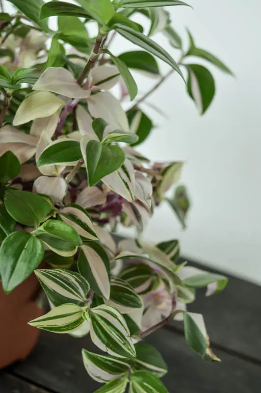 Tradescantia fluminensis Quadricolor