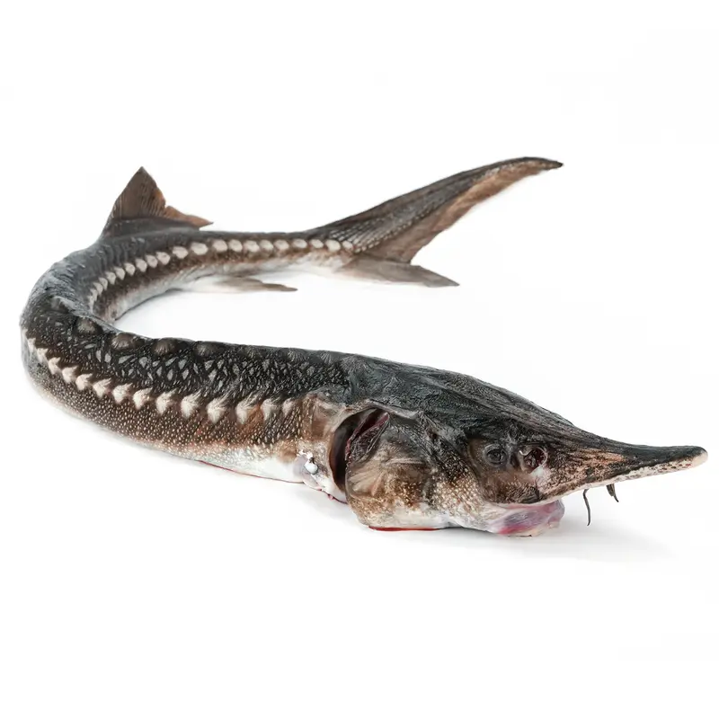 Trunchi de Sturion (NISETRU) decapitat eviscerat 5-8kg/buc Pret