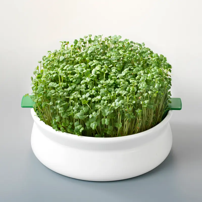 VAS DE CERAMICA CU SITA PENTRU GERMINARE SEMINTE MUCILAGINOASE